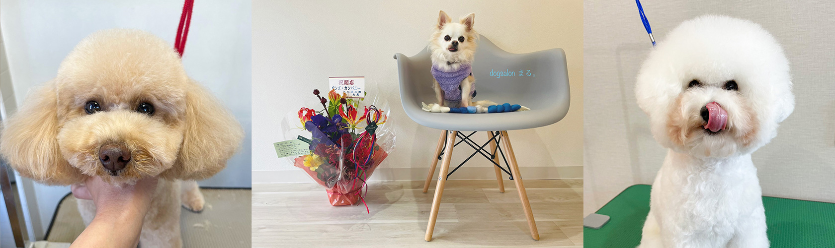 dogsalon まる。